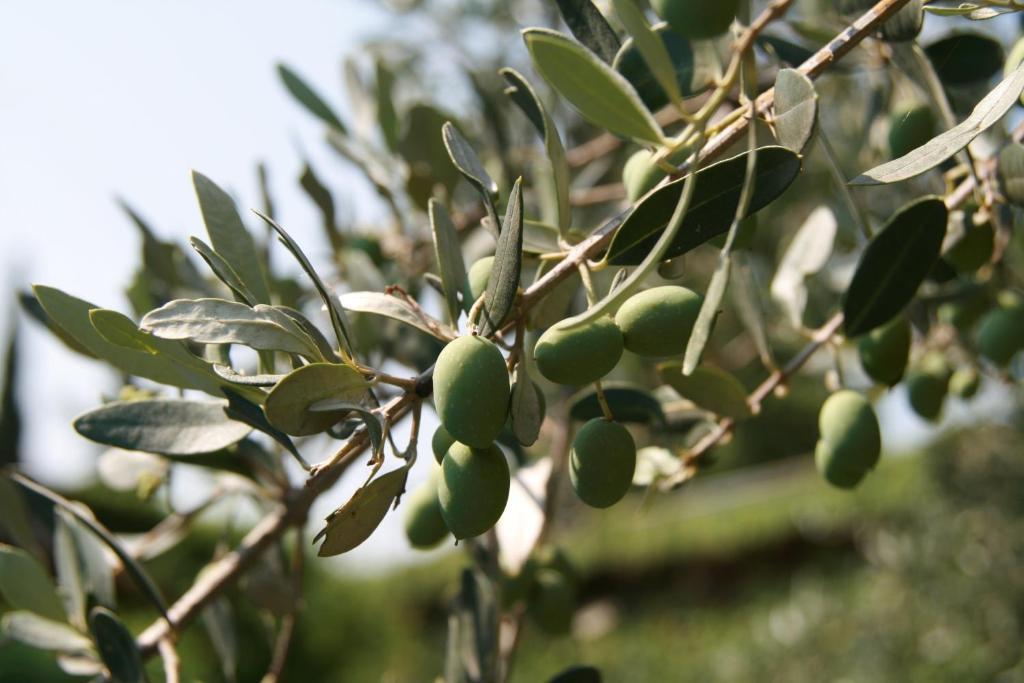 Agriturismo Corte Marzago Salionze 外观 照片
